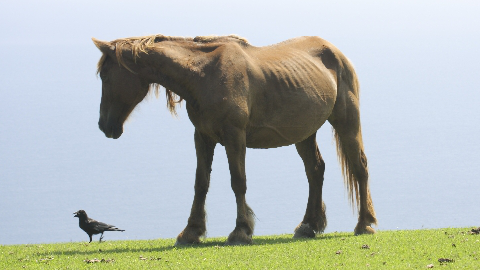 �n�v���Z���^,�A�~�m�_,�ێ�,�����Ƃ�,�R���[�Q������,���S