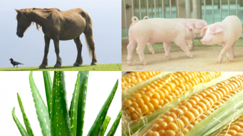 �v���Z���^,�R��,�n,��,�A���G,�Ƃ����낱��